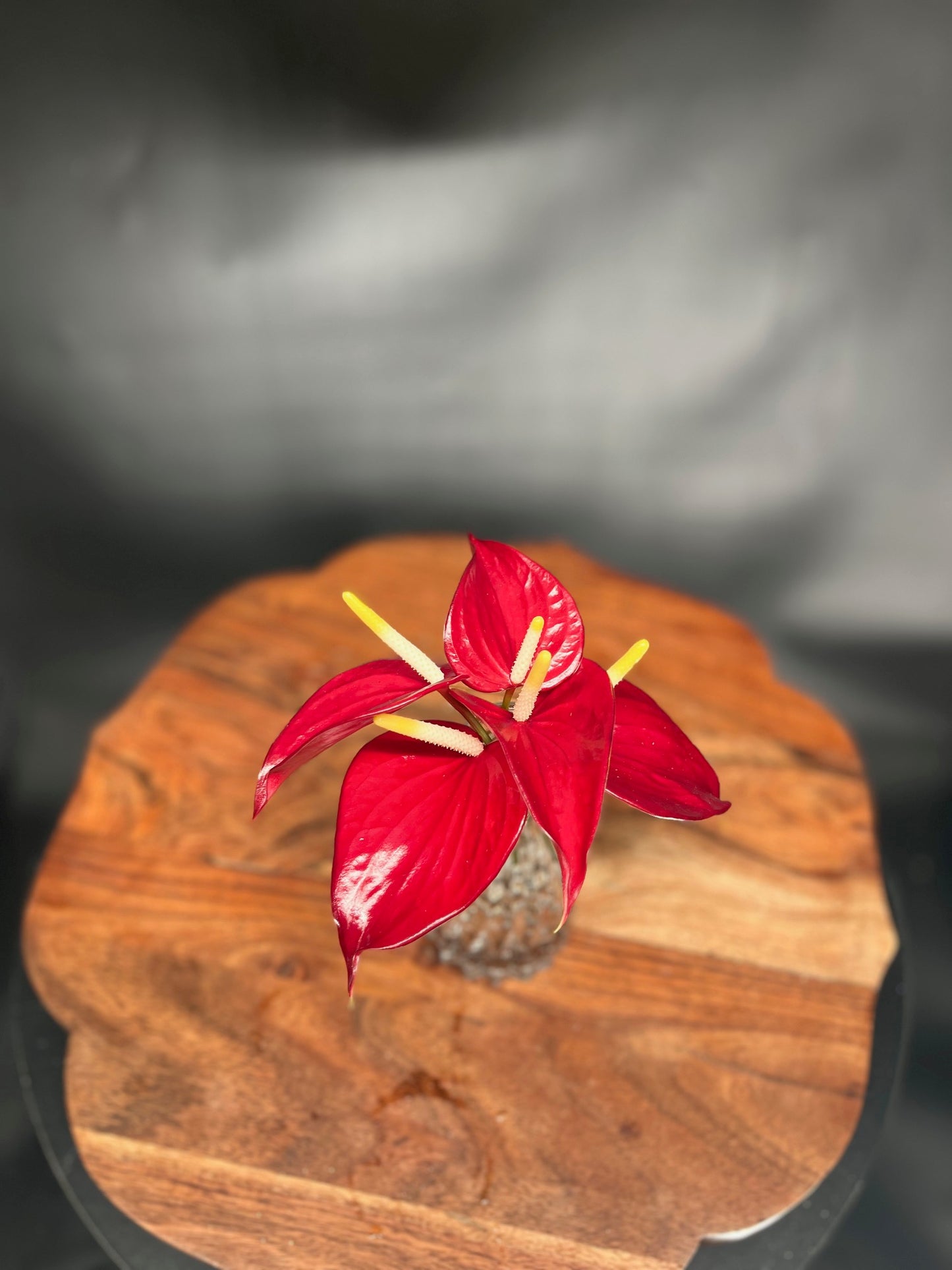 Mini Red Anthurium Single Stem