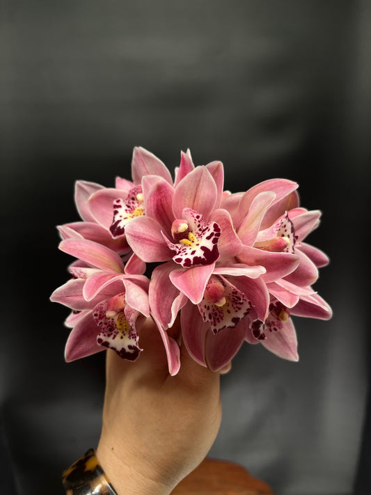 Cymbidium Blooms (Single Bloom)