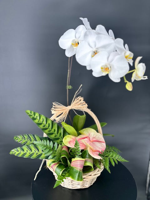 Orchid Basket