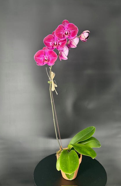 Dark Purple Orchid
