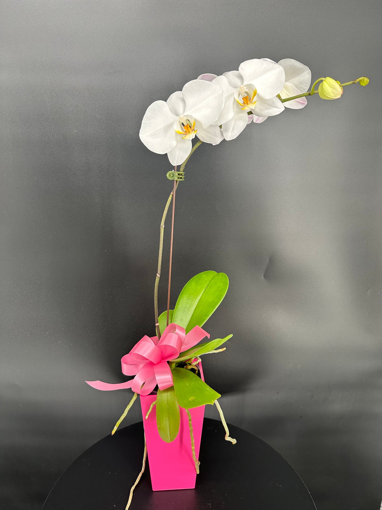 Thanks for helping me grow - Orchid plant