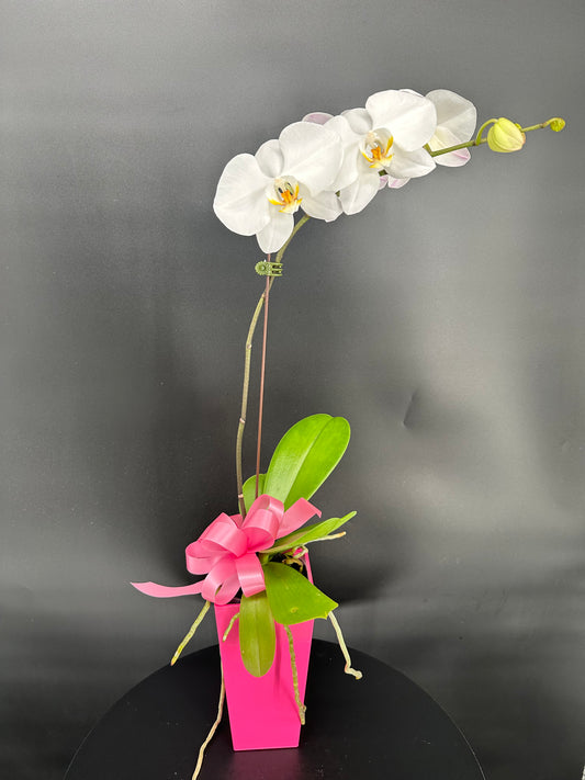 Thanks for helping me grow - Orchid plant