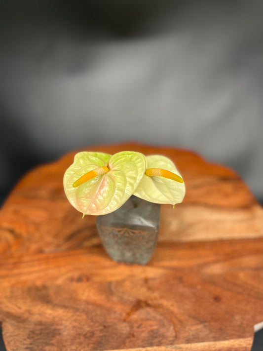 Mini Green / Pink Anthurium (Single Stem)