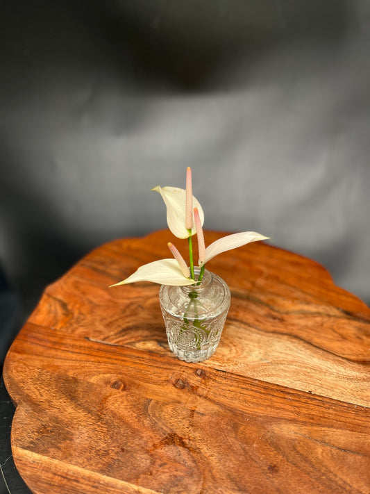 Mini white Tulip Anthurium (Single Stem)