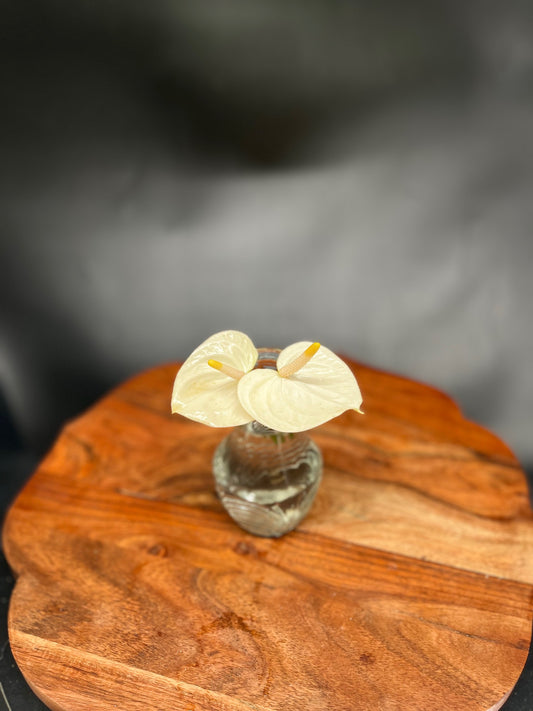 Mini White Anthurium (Single Stem)